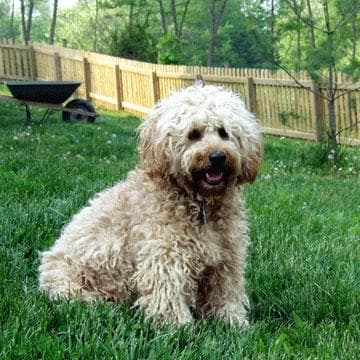 Australian Labradoodle