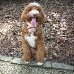 Southern Cross Labradoodles