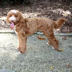 Southern Cross Labradoodles