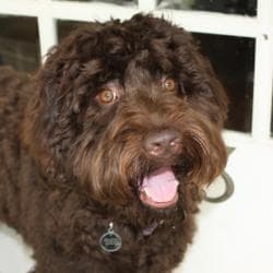 Southern Cross Labradoodles