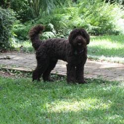 Southern Cross Labradoodles