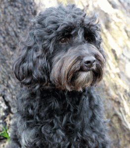 Labradoodle Puppies for sale