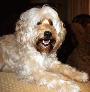 Southern Cross Labradoodles