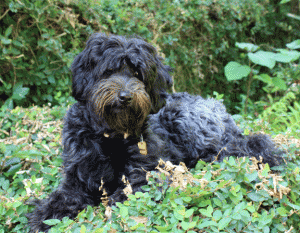 Labradoodle Puppies for sale