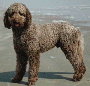 Standard Labradoodles