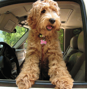 Labradoodle Puppies for Sale