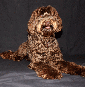 Standard Labradoodles