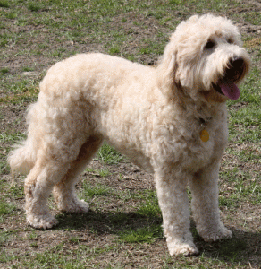 Australian Labradoodles