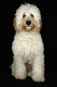 Labradoodle Puppies for sale