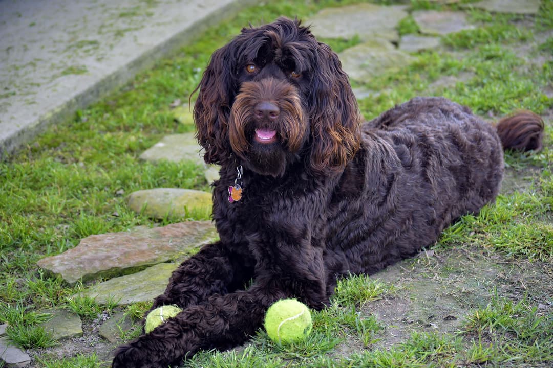Chocolate Australian Labradoodles