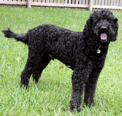 Black Labradoodle