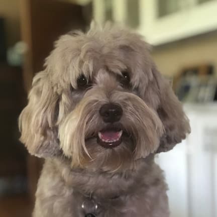 Lavender Australian Labradoodles