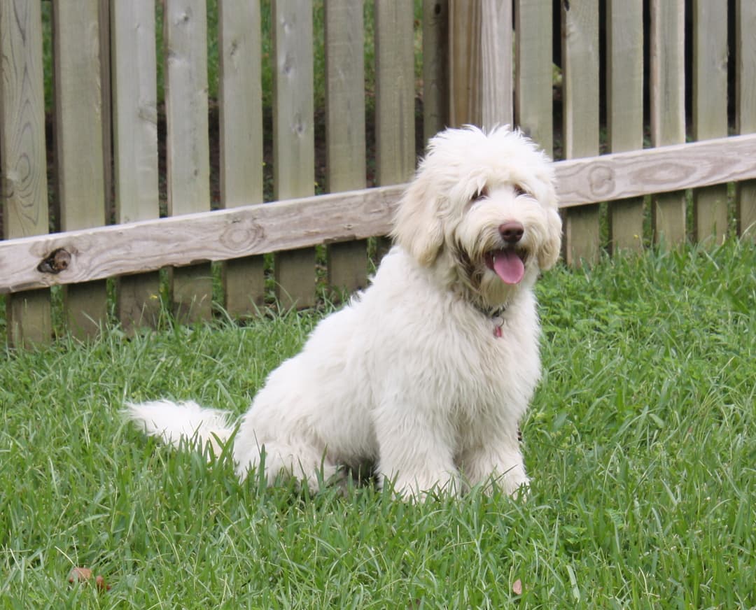 Southern Cross Labradoodles