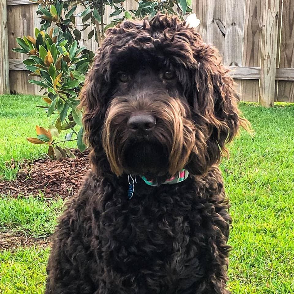 Southern Cross Labradoodles