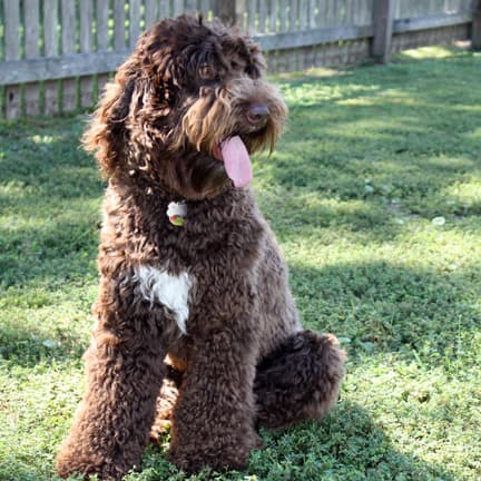 Southern Cross Labradoodles