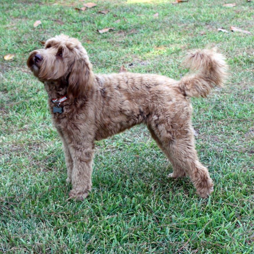 Southern Cross Labradoodles