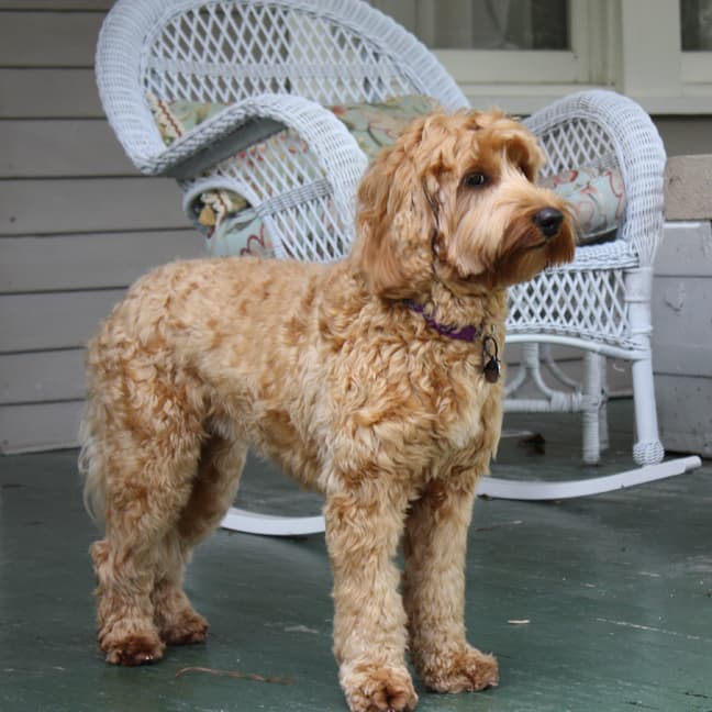 Southern Cross Labradoodles
