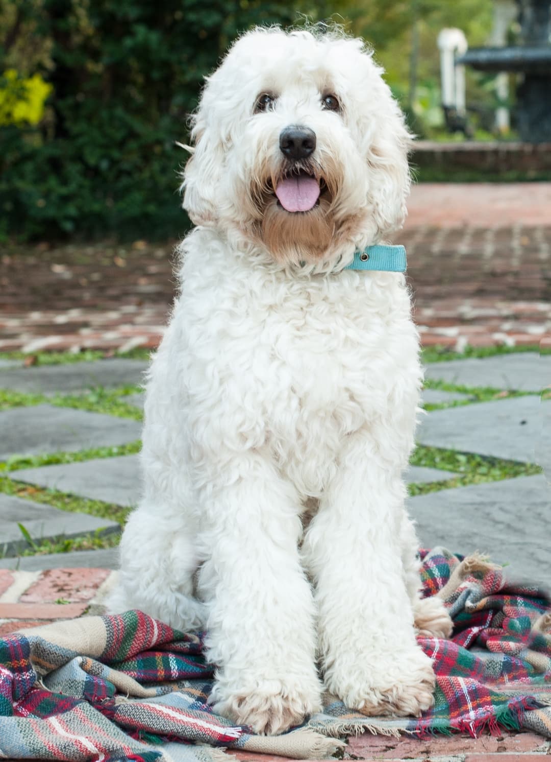 Southern Cross Labradoodles