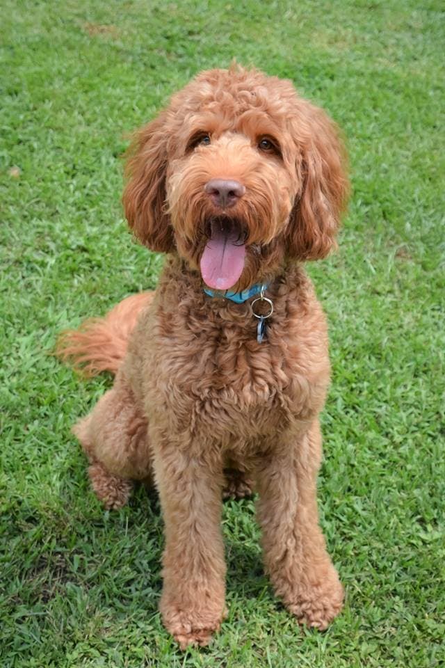 Southern Cross Labradoodles