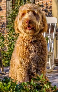 Southern Cross Labradoodles