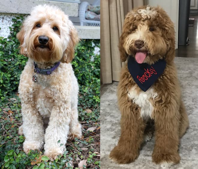 Southern Cross Labradoodles