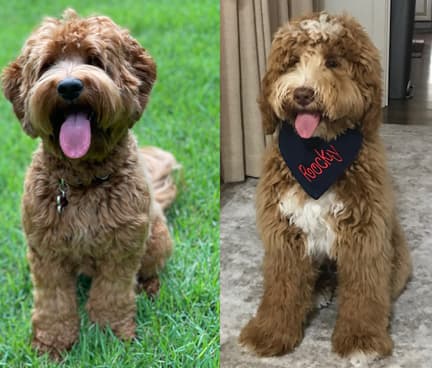 Southern Cross Labradoodles