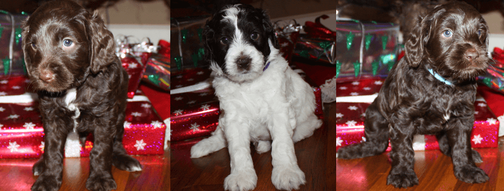 Southern Cross Labradoodles