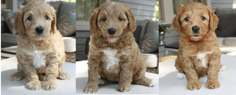 Southern Cross Labradoodles