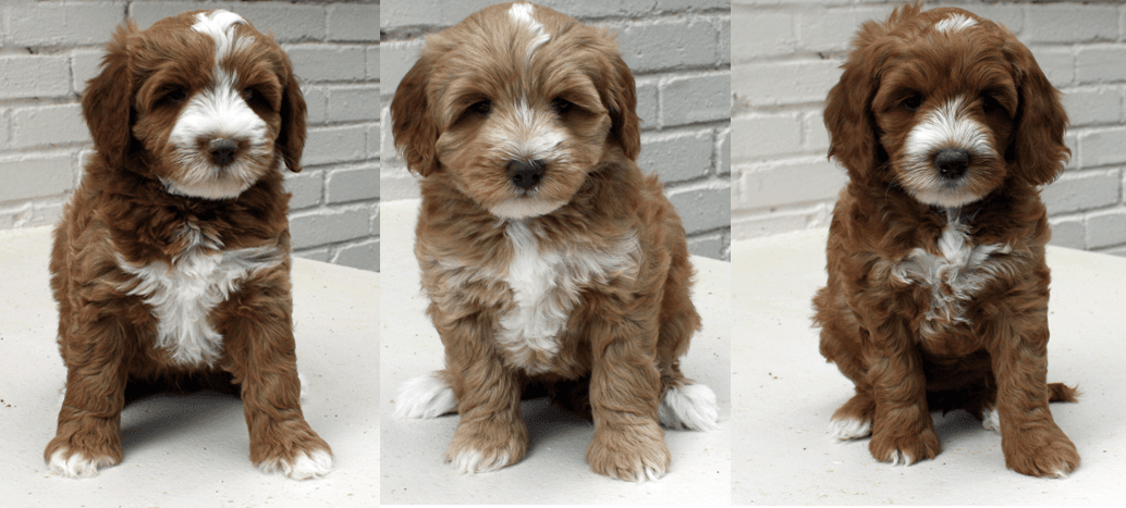 Southern cross australian labradoodles 2025